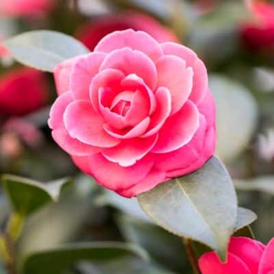 Rosa jardin