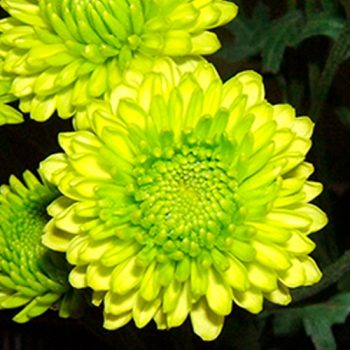 Chrysanthemum_mdl_flores_panama6