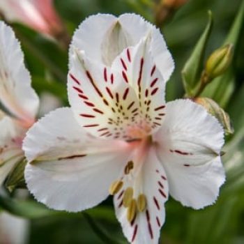 Flor Astromelia en Panamá