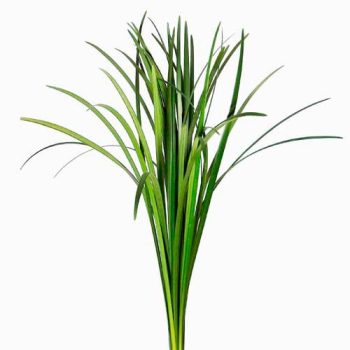Lily-Grass-mdl-flores3