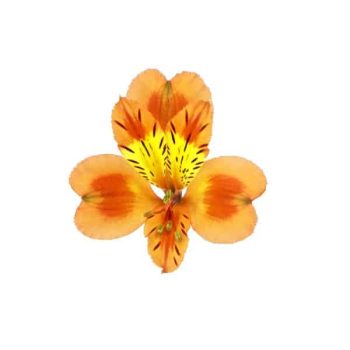 alstroemeria-orange-queen