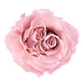 rosas_de jardin mdl flores panama (1)