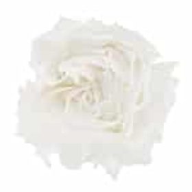 rosas_de jardin mdl flores panama (3)
