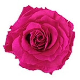 rosas_de jardin mdl flores panama (7)